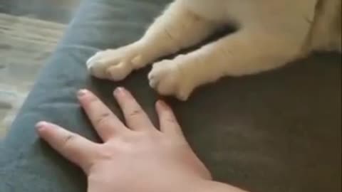 Cute cat hand