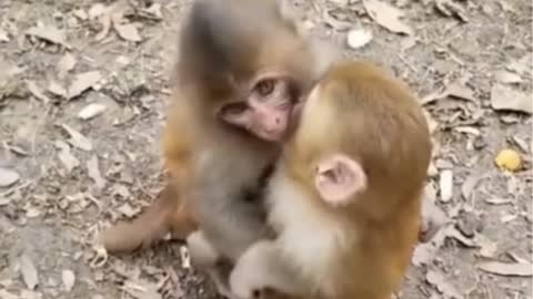 Watch the monkeys kiss each other . AMAZING !!!