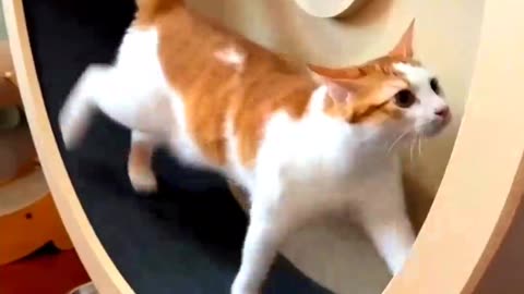 Funny___Cute_Cats_ dog_funny_video