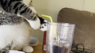 Cat Trying to Drink from a Straw