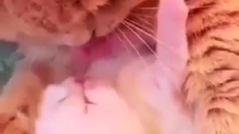 Cat Gives Kitten Some Loving