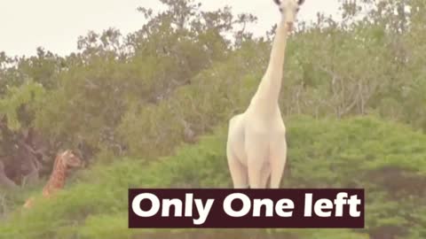Too rare ! white color Giraffe 🦒| very cute | rare | news | animal
