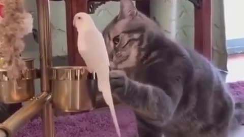 what will happen between the bird and the kitten?