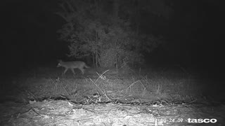 Coyote near the Irrigation Well