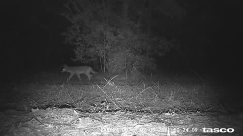 Coyote near the Irrigation Well