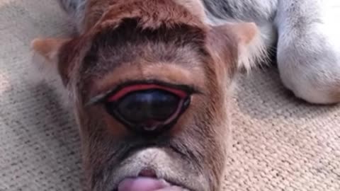 One-eyed alien calf born in rural India worshipped as God