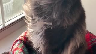 The wind beneath my fur
