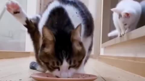 cat eating new way omg video