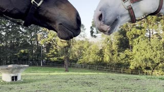 Horses Have a Noisy Introduction