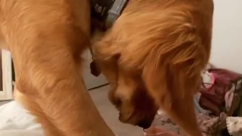 Looks like this Golden Retriever is extremely thirsty