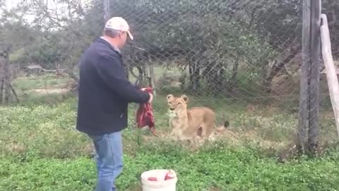 Feeding an angry, injured lion 🦁 in Africa ...Songwriter, Gary J Hannan