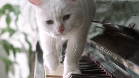 Can Cat Plays Piano