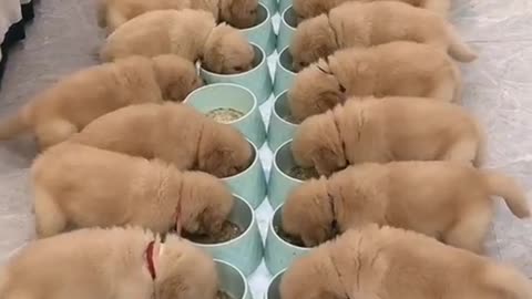 feed several small labrador puppies at the same time it's too cute