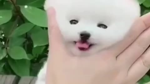 Cute Dog Video | Cute puppy
