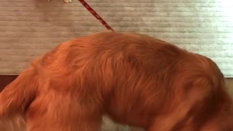 Puppy tries to walk much bigger dog on leash