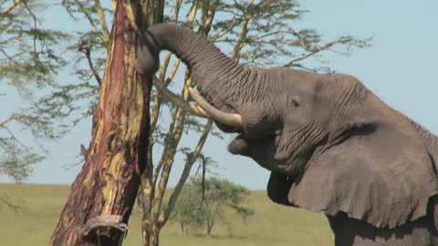 Amazing how the elephant peels bark off a tree using his trunk