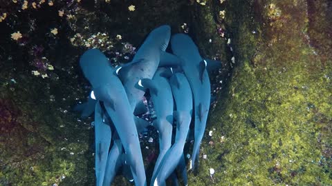 Rare Sight of Reef Sharks Resting