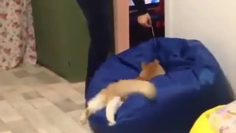 Jumping funny cat video