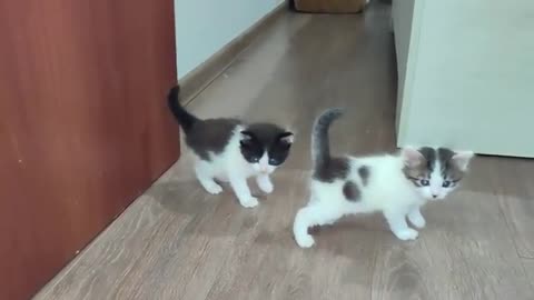 Mother cat calls her kittens to come with him. Kittens meow.