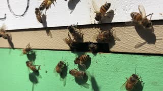 Bees are bringing in pollen on first day of spring 2021