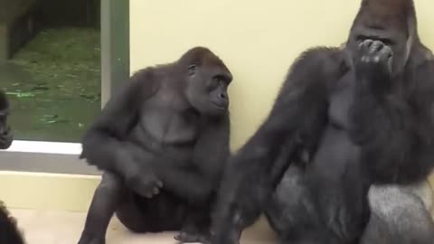 ZEE Gorilla Mode neet Primates Zoo Devnarayan leak street Gupta