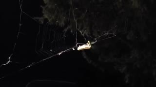 Barn spider spinning grasshopper in her web. 🕸🦗