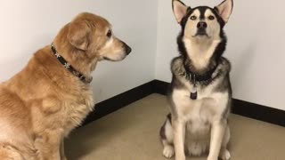 Brown dog and german shepherd play with each other on tile floor