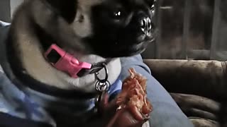 Pug eating a pig ear