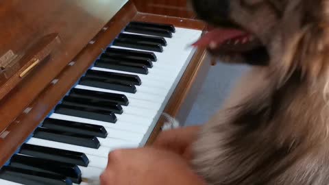 Musically inclined Puppy practices playing piano