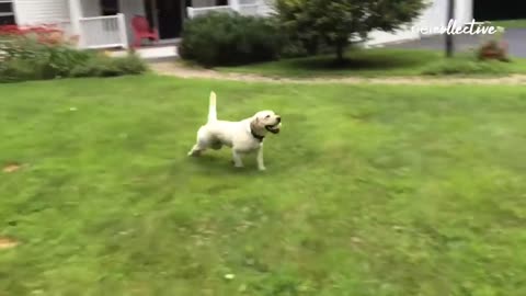 Funny dog videos Try not to laugh.