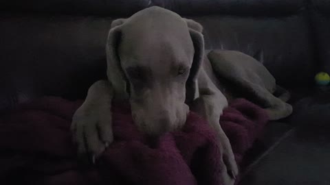 Rufus the Weimaraner Puppy Kneading His Blanket