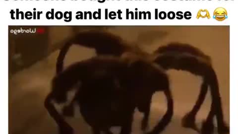 Stupid Pet Tricks: Dog Disguised as Big Spider Terrorizes Victims!