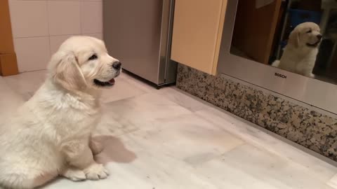 Golden Retriever Puppy scared of himself in the oven mirror. The first time Noah looked at himself