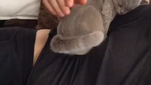 CAT LOVES DADDY SO MUCH