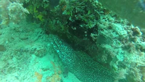 Diving in Bayahibe in the Dominican Republic in the Caribbean Sea