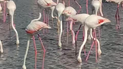Beautiful great flamingos