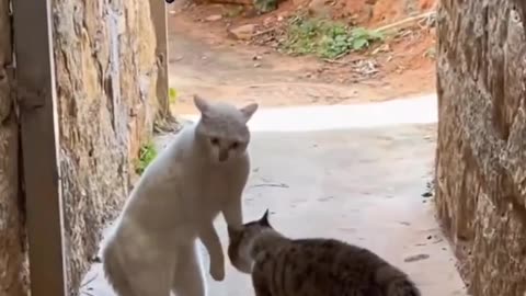 Fanny Cat Video