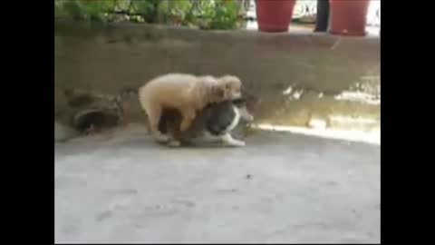 Confused dog makes his move on female cat