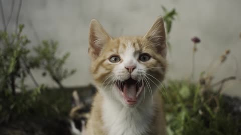 Cute Kitten yawns