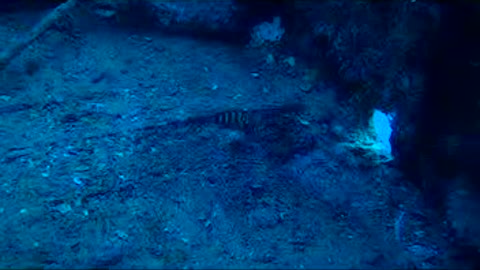 The Sea Tiger Wreck