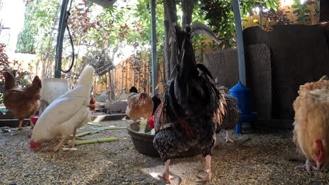 Backyard Chickens Feast On Veggies Sounds Noises Hens Roosters!