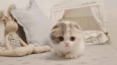 Сute kitten video, very beautiful cat