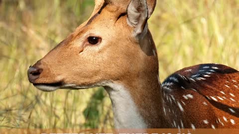 THE AXIS DEER, AND HOW THEY'RE IMPACTING PARTS OF THE UNITED STATES
