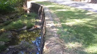 Virtual Walk on Top of an Old Stone Wall Scenic View Nature Walk