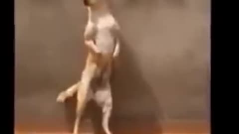 dog dancing step