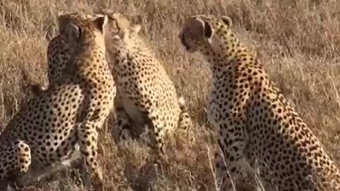 Leopards in the wild