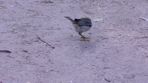 Northern Parula bird feeds on insects