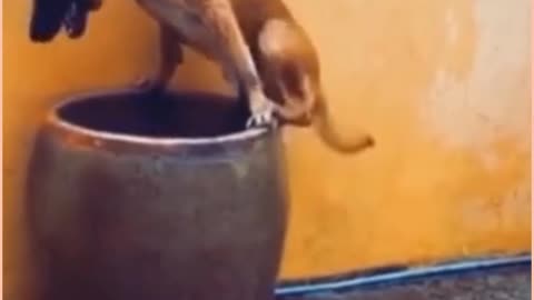 FUNNY VIDEO DOG BATHING IN BARREL🤣