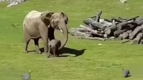 Funny baby elephant
