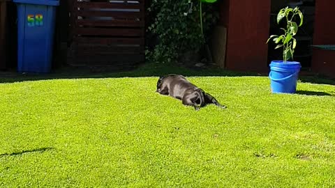 my staffy enjoying the sunshine